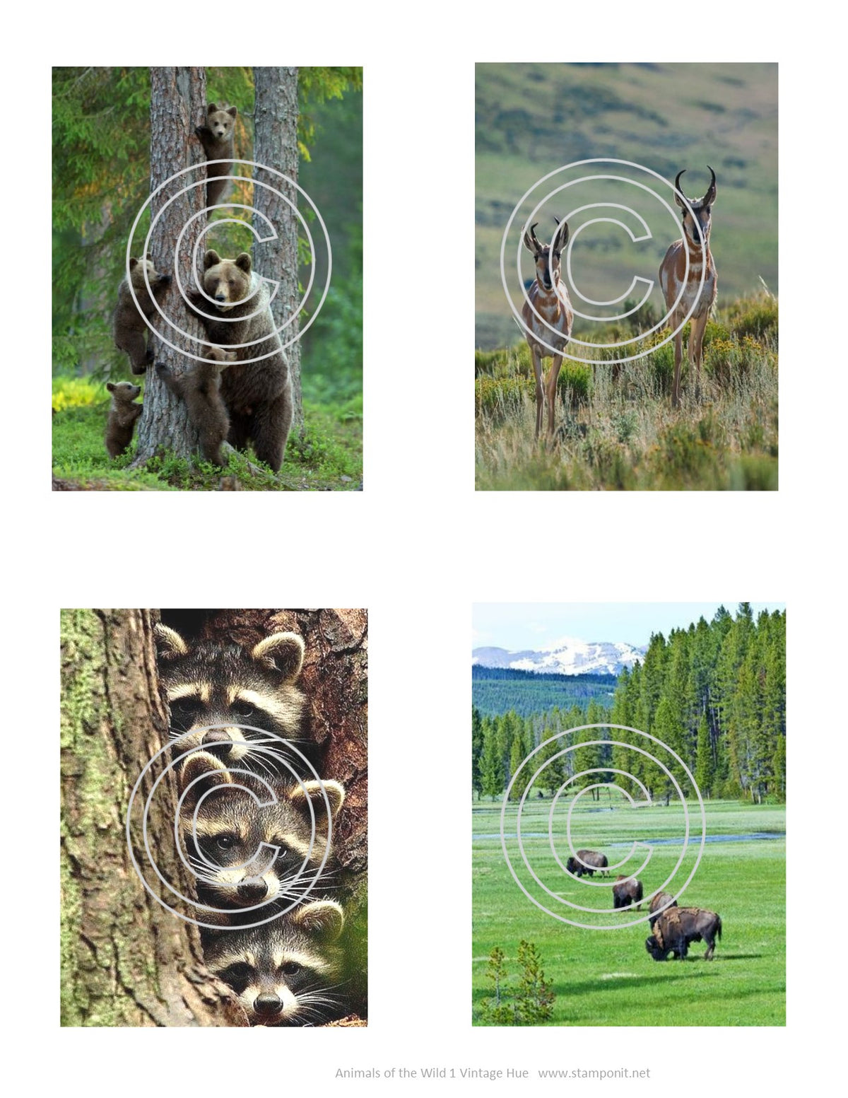 GlitterFilm & Vintage Hues 12 Card Kit Animals of the Wild 1