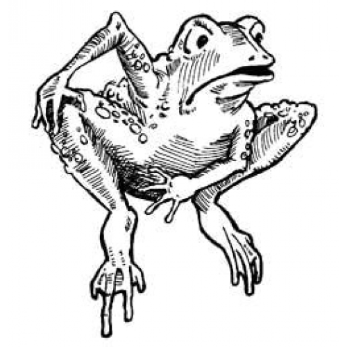 Bullfrog Art Acetate