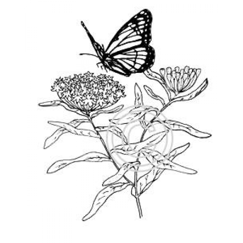 Butterfly on Yarrow Art Acetate