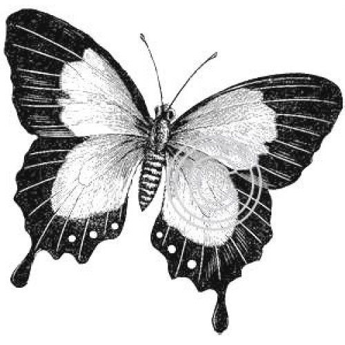 Butterfly Tuxedo Art Acetate