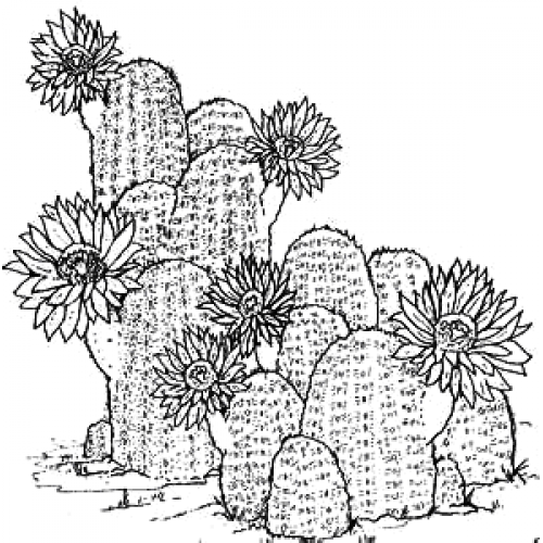 Cactus Flower 2 Art Acetate