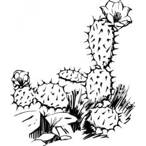 Cactus Flowers Art Acetate