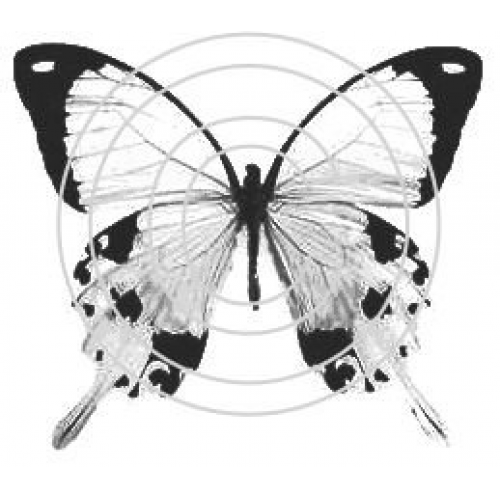 Calico Butterfly Art Acetate