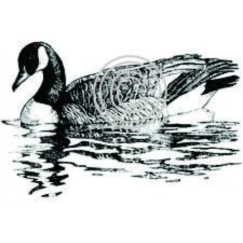 Canada Goose Art Acetate