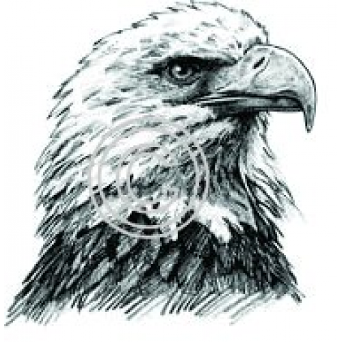 Eagle Profile Art Acetate