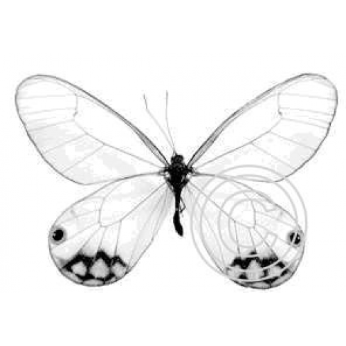 Etherial Butterfly, Art Acetate