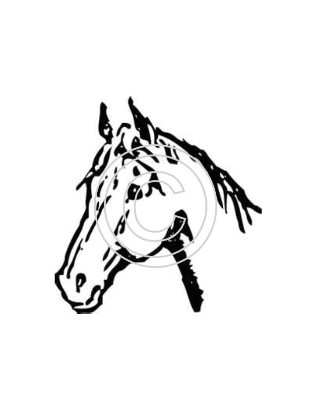 Horse Head Art Acetate