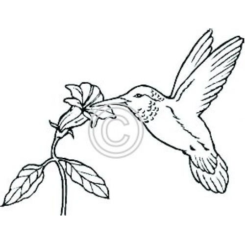 Hummingbird Nectar Art Acetate