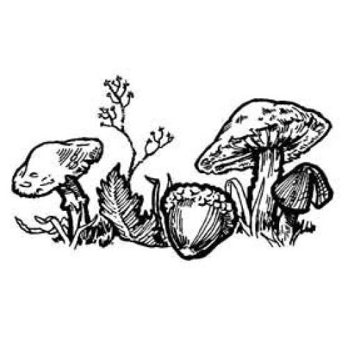 Mushrooms Art Acetate