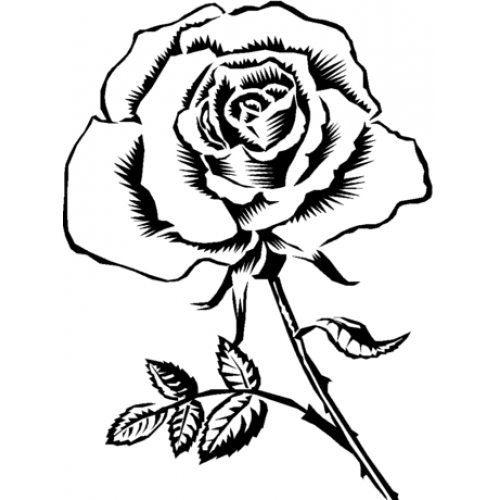 Rose Art Acetate