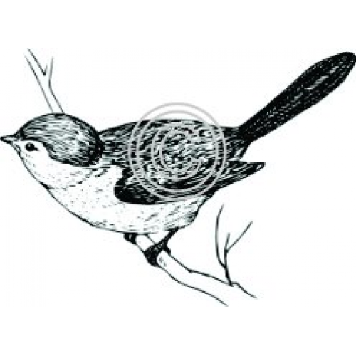 Sparrow Art Acetate