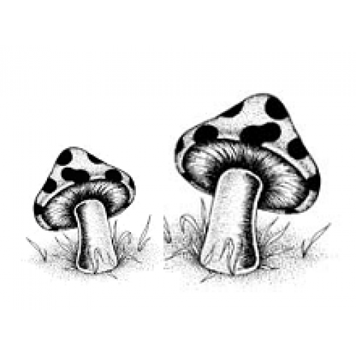 Spotted Mushrooms Art Acetate