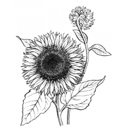 Sunflower Botanical Art Acetate