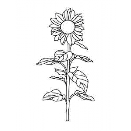 Sunflower Stalk Art Acetate