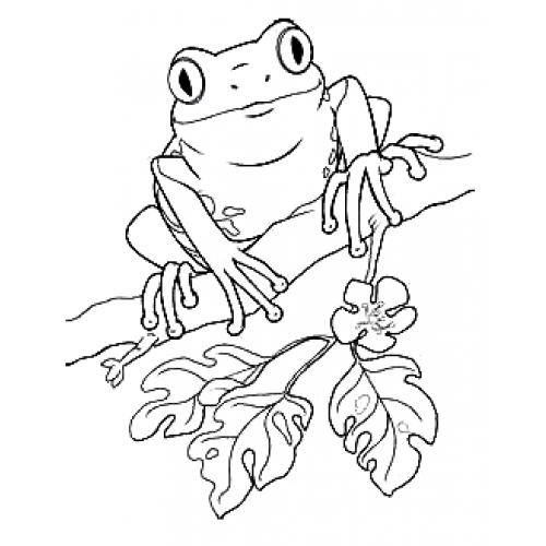 Tree Frog Art Acetate