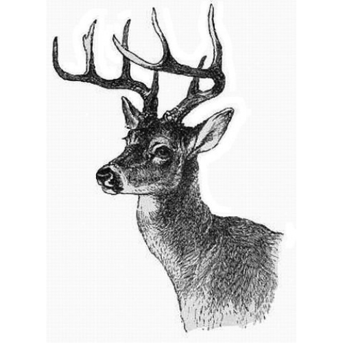 White Tail Deer Art Acetate