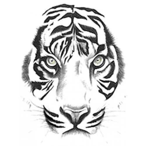 White Tiger Art Acetate