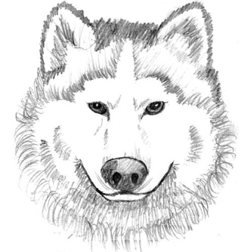 Wolf Face Art Acetate